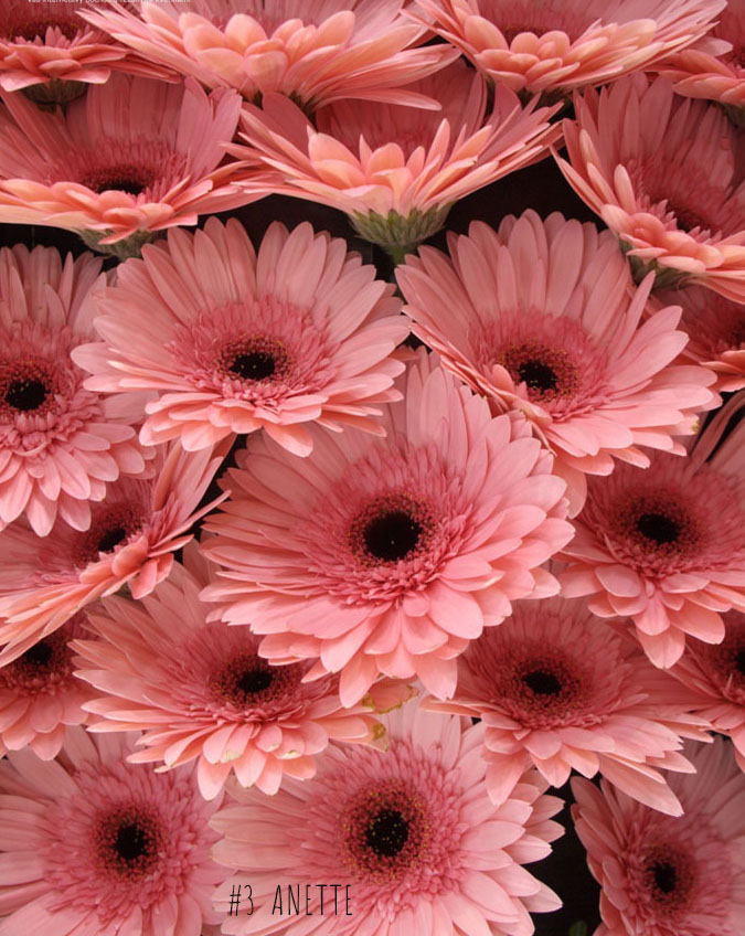 Zes zoete bloemen voor zes typen vrouwen. 