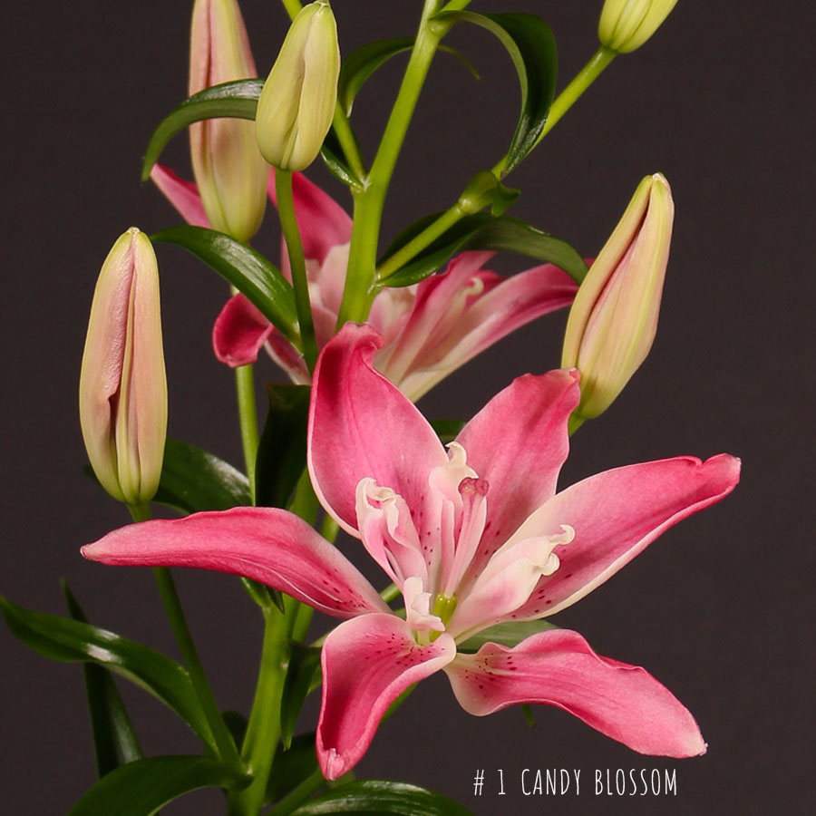 Zes zoete bloemen voor zes typen vrouwen. 