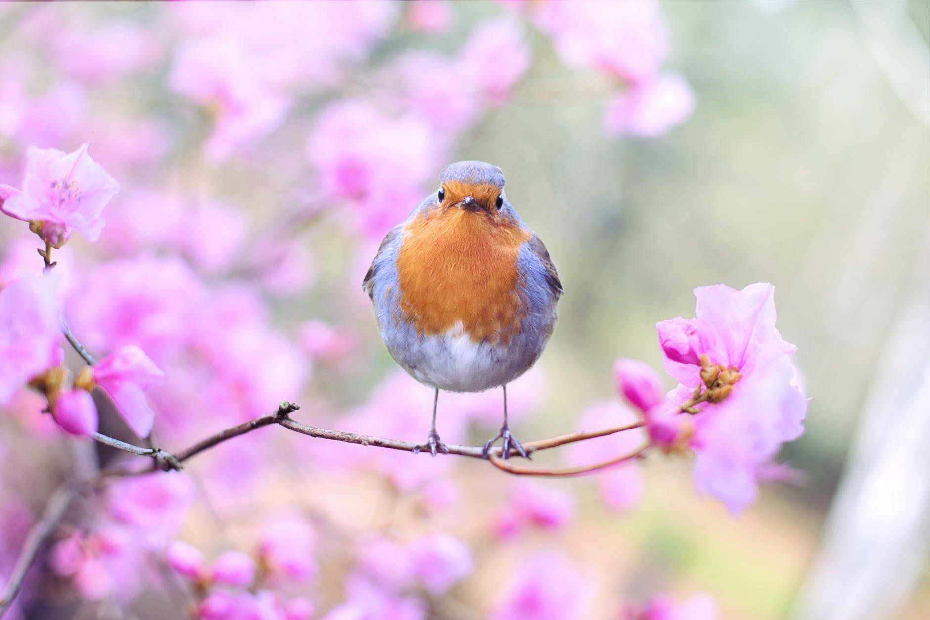 roodborstje lente