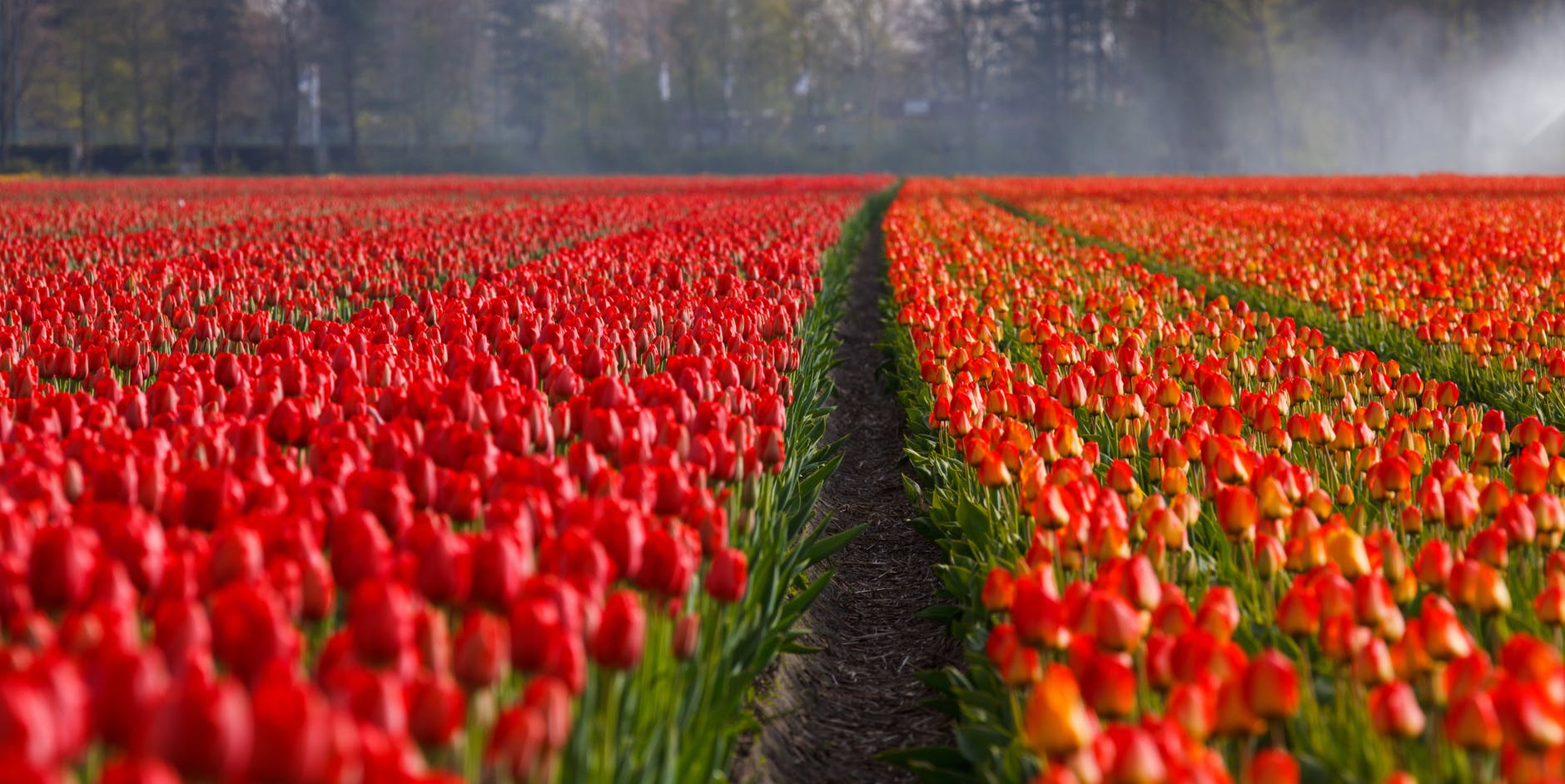 veel plezier hoffelijkheid delicaat Ontstaan bloemenhandel Nederland - Vers van de kwekerij