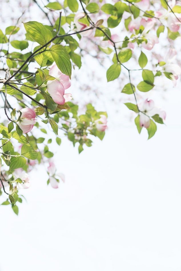 Ontdek de verborgen kracht van deze vijf wilde bloemen