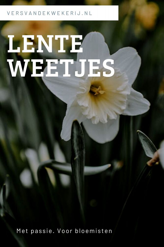 Lentekriebels: leuke weetjes