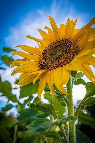 Leuke weetjes over de zonnebloem