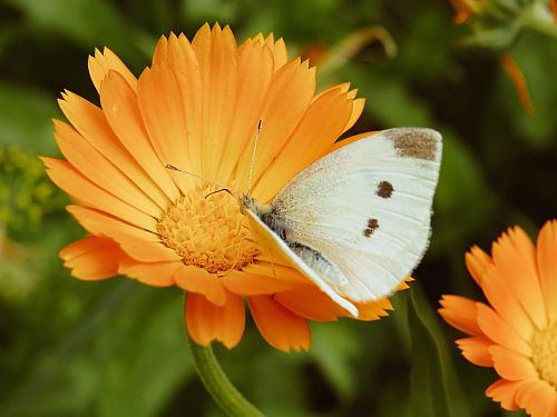 Ontdek je geboortebloem!