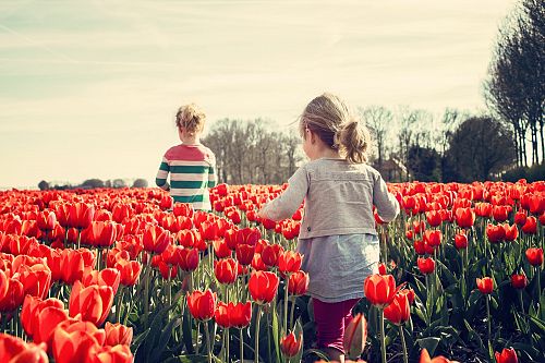 Ontstaan bloemenhandel Nederland